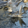 DSC_1384.jpg