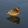 DSC_1387.jpg