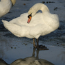 DSC_1393.jpg