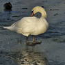DSC_1411.jpg