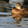 Dave_Mundy-Duck.JPG