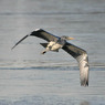 Dave_Mundy-Heron.JPG