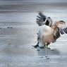 Dave_Mundy-Landing_Geese.JPG