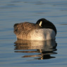 Dave_Mundy-Reflective_Goose.JPG