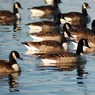Dinton_Pastures_27.12.09._020.jpg