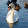 Dinton_Pastures_27.12.09._140.jpg