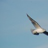 Dinton_Pastures_27.12.09._158.jpg