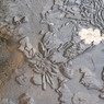 Ice_Flowers.jpg