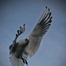 Ingrid_Seagull_in_flight.jpg