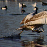 Ingrid_Swan_takeoff.jpg