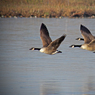 Ingrid_Wild_goose_chase.jpg