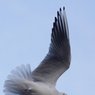 Paul_Morgan-IMG_8485.JPG