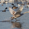 Paul_Morgan-IMG_8583.JPG