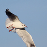 Paul_Morgan-IMG_8589_1.JPG