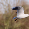 Paul_Morgan-IMG_8721.JPG