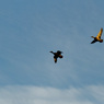 Ron_Castle-Duck_Dinton_Pastures.jpg