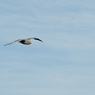 Ron_Castle-Gulls.jpg