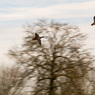 Ron_Castle-More_Duck.jpg