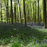 bluebells.jpg