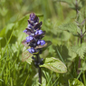 Bugle_Ajuga_reptann2_Joe_H.jpg