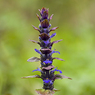 Bugle_Ajuga_reptans_Joe_H.jpg