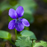 Common_Dog-violet.Viola_riviniana_Joe_H.jpg
