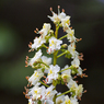 Common_Horsechestnut.Aesculus_hippocastanum_Joe_H.jpg