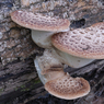 DSC_0316.jpg