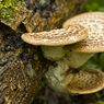 Dryads_Saddle_Polyporus_squamosus2._Joe_H.jpg