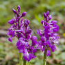 Early_Purple_Orchid_Orchis_Mascula_Joe_H.jpg