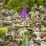 Early_Purple_Orchid_Orchis_mascula2_Joe_H.jpg