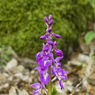 Early_Purple_Orchid_Orchis_mascula3_Joe_H.jpg