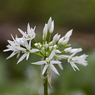 Ramson_Allium_ursinum_Joe_H.jpg
