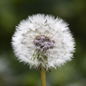Seed_Head_Taraxacum_officinale_agg._Joe_H.jpg
