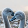 BabySwans.jpg