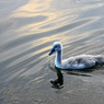 ChrisGled_signets.jpg