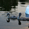 ChrisGled_swanfamily.jpg