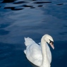 LastSwan.jpg
