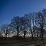 BenStephenson_WinterTrees-Small.jpg