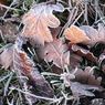 BettyLambourne_frostyleavessainsbury.jpg