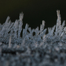 DaveMundy-EarlyMorningFrost.jpg