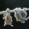 DaveMundy-FrostedLeaves.jpg