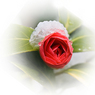 DavidBirch_Camelliainsnow800wide.jpg