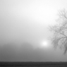 EdDoughty-TreeintheMist.jpg
