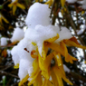 GeorgeBlair_Frostyyellow.jpg