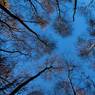 MikeKiely_Birch-Trees.jpg
