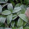 MikeKiely_Leaves-One-Michael-Kiely.jpg