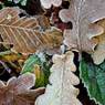 MikeKiely_Leaves-Two-Michael-Kiely.jpg