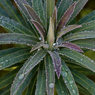 MikeKiely_Plant-with-droplets-Michael.jpg