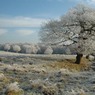 RodMorrod_Sainsbury_FrozenSplendour.jpg
